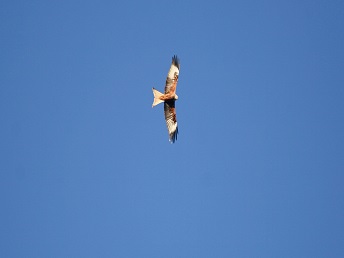 Red Kite